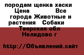 породам щенка хаски › Цена ­ 10 000 - Все города Животные и растения » Собаки   . Тверская обл.,Нелидово г.